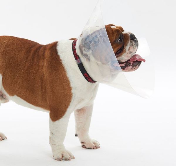 10x BUSTER Halskragen für brachyzephale Hunde Gr. L (18272)
